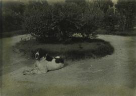 13 - Imagem de animais na Fazenda de Itaipava.